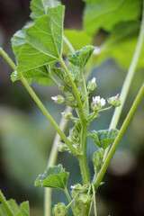 Mallow, Malva pusilla, Malva rotundifolia grows in nature in summer
