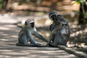 Cute Vervet Monkey sitting comfortably and playing around. taken in very soft light with shallow depth of field. Taken at the waterberg Nature reserve in South Africa