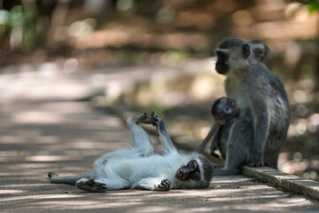 Cute Vervet Monkey sitting comfortably and playing around. taken in very soft light with shallow depth of field. Taken at the waterberg Nature reserve in South Africa