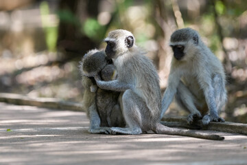 Baby Vervet monkey with its mom holding on for security and being caressed and learning about being a monkey. Taken in a holiday resort in South Africa