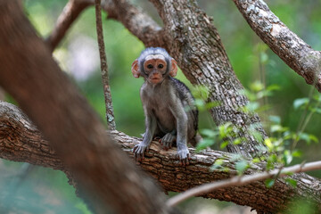 Baby infant Vervet monkey sitting by its self in a tree looking around at what its brothers are...