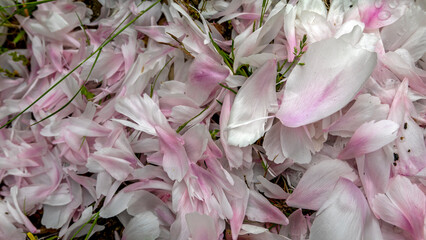 large quantity of faded pink petals on the ground