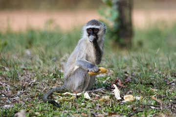 Cute Vervet Monkey sitting comfortably and playing around. taken in very soft light with shallow depth of field. Taken at the waterberg Nature reserve in South Africa