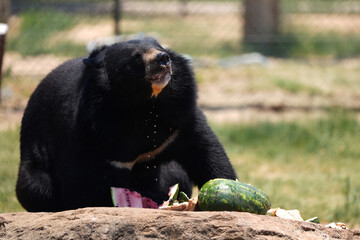 A Majestic Black Bear eating a watermelon, taken in a animal sanctuary in South Africa