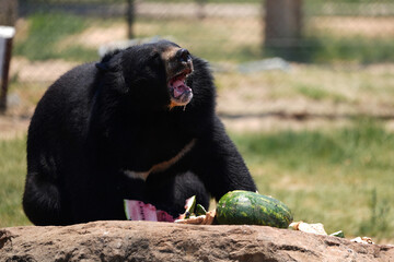 A Majestic Black Bear eating a watermelon, taken in a animal sanctuary in South Africa