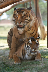 Stunning series of photos of 2 Tigers during an incredibly aggressive mating ritual, copulating for offspring. taken in vaalwater in South Africa during a Safari gamedrive, game walk