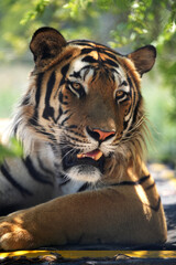 Beautiful Bengal Tiger lazing around looking alert with beautiful abstract patterns on its pelt. taken in an animal sanctuary in South Africa 