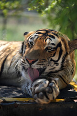 Beautiful Bengal Tiger lazing around looking alert with beautiful abstract patterns on its pelt. taken in an animal sanctuary in South Africa 