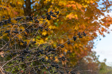 Privet berries against a background of yellow maple leaves