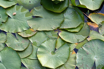 Lily pads drifting ontop of each other in a pond, beautiful textures and patterns that exist in...