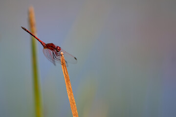 Stunning Dragonfly sitting perched on a twig at a pond looking for something to eat. relaxing...