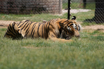 Beautiful Bengal Tiger Eating some food looking alert with beautiful abstract patterns on its pelt....