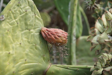 opuntia cactus, prickly-pear, succulent, Lanzarote