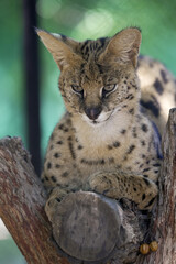 Wild serval feline cat sitting on a branch looking unimpressed