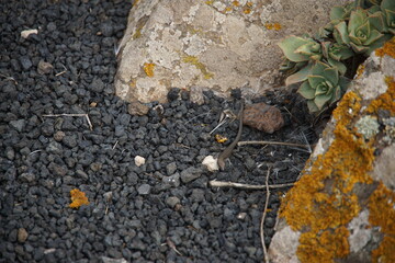 Lizard, canarian lizard, Lanzarote, Canary Islands, November 2023, trekking around Haria village, sony a6000