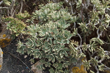 Aeonium percarneum, succulent, cacti like plant, Lanzarote, Canary Islands, November 2023, trekking around Haria village, sony a6000