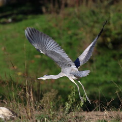 in volo