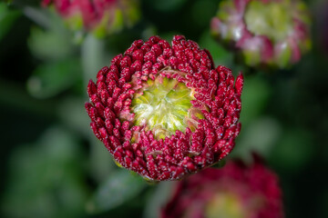 Macro Photo of a Red and Green Flower in the Garden