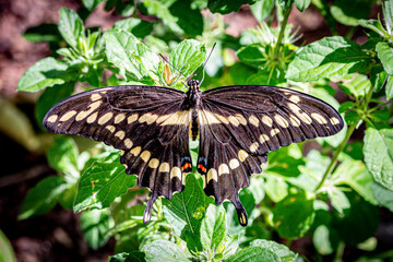 Naklejka premium Swallowtail Butterfly in the Garden