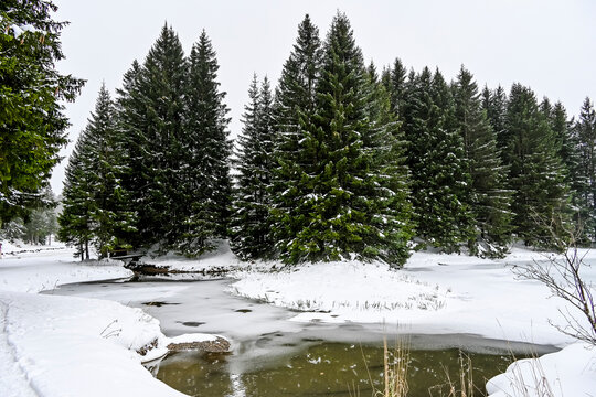 Lenzerheide, Valbella, Heidsee, Bergsee, Uferweg, Wanderweg, Winterwanderung, Langlauf, Loipe, Winterlandschaft, Seeufer, Alpen, Wald, Tannen, Eis, Winter, Graub&uuml;nden, Schweiz