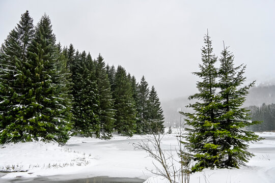 Lenzerheide, Valbella, Heidsee, Bergsee, Uferweg, Wanderweg, Winterwanderung, Langlauf, Loipe, Winterlandschaft, Seeufer, Alpen, Wald, Tannen, Eis, Winter, Graub&uuml;nden, Schweiz