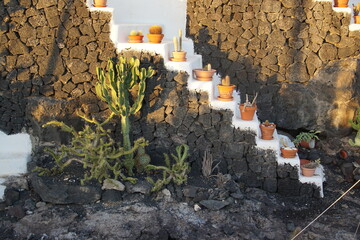Canarian succulent garden, cacti in pots, cactus, Lanzarote, Canary Islands, November 2023, sony a6000