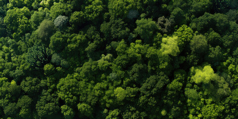 A breathtaking aerial view of a lush green forest, showcasing the beauty and diversity of nature from above. - obrazy, fototapety, plakaty