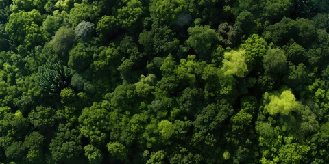 Fotobehang A breathtaking aerial view of a lush green forest, showcasing the beauty and diversity of nature from above. © Andrii Zastrozhnov