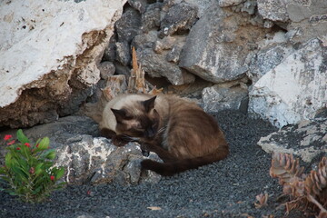 Stray cat, feral cat, Puerto del Carmen, Lanzarote, Canary Islands, November 2023, siamese cat