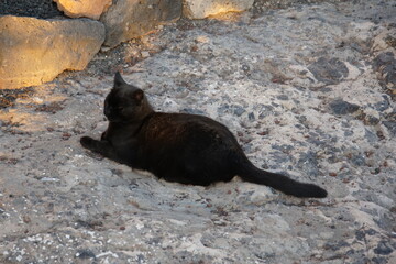 Stray cat, feral cat, Puerto del Carmen, Lanzarote, Canary Islands, November 2023, black cat