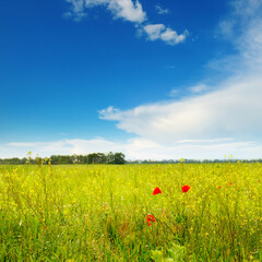 poppies on green field
