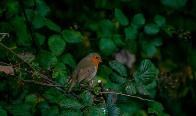Peak District, England