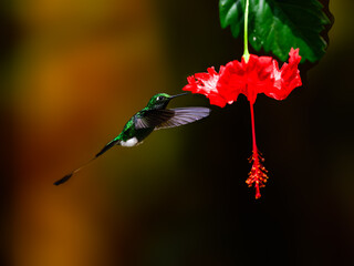 White-booted racket-tail Hummingbird in flight collecting nectar from beautiful red flower on dark  background