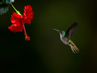 Andean Emerald Hummingbird in flight collecting nectar from beautiful red flower on dark green background