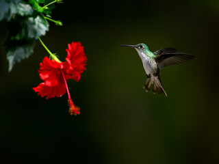 Andean Emerald Hummingbird in flight collecting nectar from beautiful red flower on dark green background
