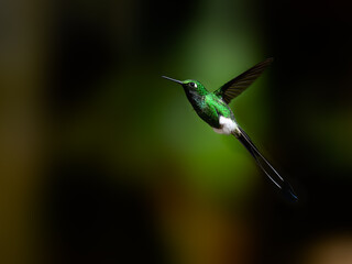 White-booted racket-tail Hummingbird in flight on green background