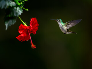 Andean Emerald Hummingbird in flight collecting nectar from beautiful red flower on dark green background