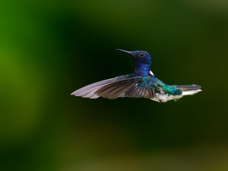 White-necked Jacobin Hummingbird in flight on green background