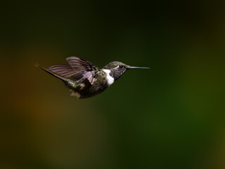 Purple-throated Woodstar