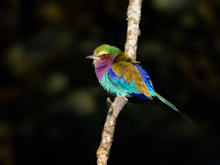 Lilac-breasted Roller closeup portrait on dark brown background in early morning