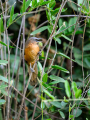 Rufous Chatterer on tree branch in Tanzania
