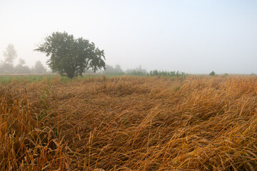 Fototapeta premium A shot of a large field with ripe wheat on the morning of a summer day with heavy fog, Ukraine, Kharkov region,