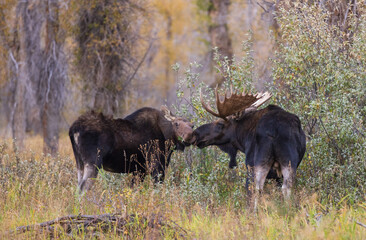 Bull and Cow Moose Rutting in Wyoming in Autumn