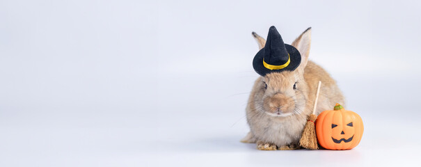 bunny Easter fluffy baby rabbit or new born rabbit. baby cute rabbit or new born adorable bunny. Easter Bunny.  Symbol of Easter day.