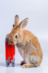 bunny Easter fluffy baby rabbit or new born rabbit. baby cute rabbit or new born adorable bunny. Easter Bunny.  Symbol of Easter day.