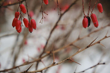 Close-up to barberry bush branch with red berries on it