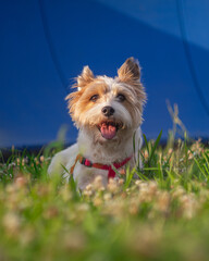 White dog lying on the grass