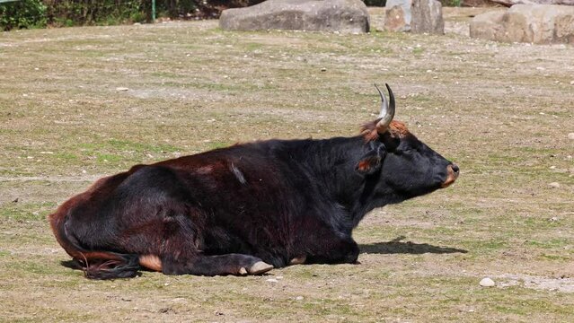 Heck cattle, Bos primigenius taurus, claimed to resemble the extinct aurochs. Domestic highland cattle
