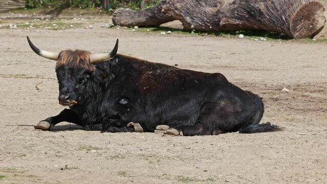 Heck cattle, Bos primigenius taurus, claimed to resemble the extinct aurochs. Domestic highland cattle