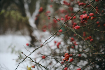 Rosehip close-up on the branches of a bush. Ripe rose hips grow in the garden.